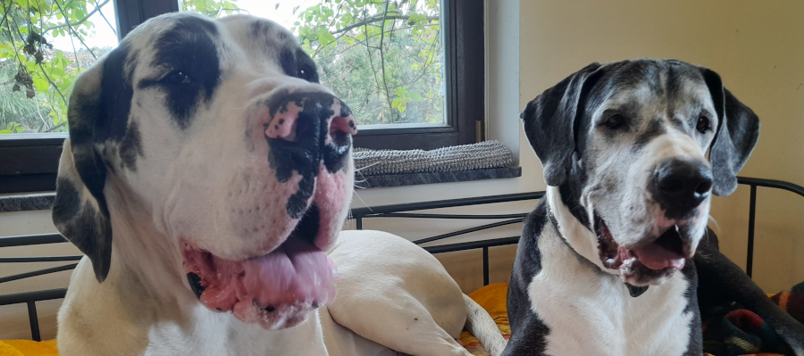 Nino und Indra vom Gehrensee